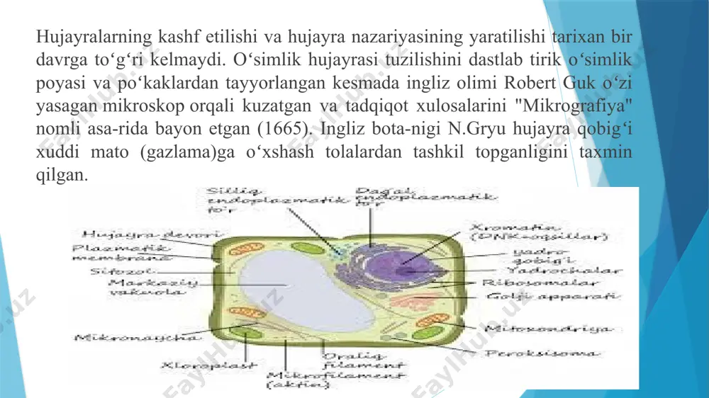 hujayralarning umumiy morfologiyasini o'rganish - Page 4