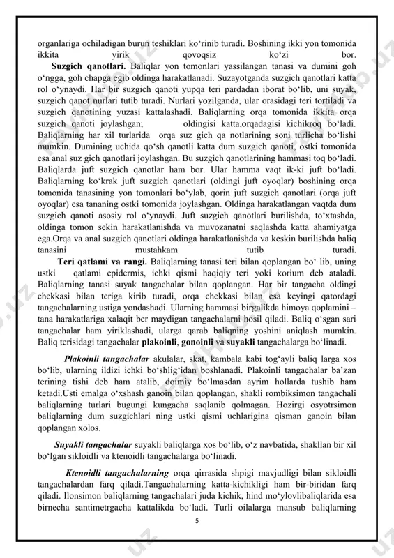 t suzgich qanotlari (oldingi juft oyoqlar) boshining orqa tomonida tanasining yon tomonlari bo‘ylab, qorin juft suzgich qanotlari (orqa juft oyoqlar) esa tananing ostki tomonida joylashgan. oldinga harakatlangan vaqtda dum suzgich qanoti asosiy rol o‘ynaydi. juft suzgich qanotlari burilishda, to‘xtashda, oldinga tomon sekin harakatlanishda va muvozanatni saqlashda katta ahamiyatga ega.orqa va anal suzgich qanotlari oldinga harakatlanishda va keskin burilishda baliq tanasini mustahkam tutib turadi. teri qatlami va rangi. baliqlarning tanasi teri bilan qoplangan bo‘ lib, uning ustki qatlami epidermis, ichki qismi haqiqiy teri yoki korium deb ataladi. baliqlarning tanasi suyak tangachalar bilan qoplangan. har bir tangacha oldingi chekkasi bilan teriga kirib turadi, orqa chekkasi bilan esa keyingi qatordagi tangachalarning ustiga yondashadi. ularning hammasi birgalikda himoya qoplamini – tana harakatlariga xalaqit ber maydigan tangachalarni hosil qiladi. baliq o‘sgan sari tangachalar ham yiriklashadi, ularga qarab baliqning yoshini aniqlash mumkin. baliq terisidagi tangachalar plakoinli, gonoinli va suyakli tangachalarga bo‘linadi. plakoinli tangachalar akulalar, skat, kambala …