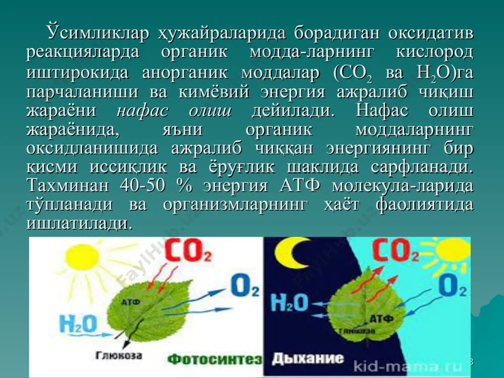 пиртнинг ҳосил бўлиши билан якунланади. нафас олиш ва бижғиш ходисалари кўрсатиб ўтилган фарқлар билан ажралиб туради. * ҳозирги пайтда аэроб нафас олиш жараёни икки босқичдан иборатлиги тасдиқланган. биринчи босқичда анаэроб нафас олиш жараёни содир бўлиб, унда мураккаб органик моддалар(углеводлар) оддий органик моддаларга(пироузум кислотасига) парчаланади. иккинчи, асосий босқичда аэроб шароитда пируват кислотаси карбонат ангидрид ва сувга парчаланади. бу жараёнда ферментлар фаол иштирок этади. * нафас олиш жараёнида иштирок этадиган ферментлар гуруҳлари: 1) а2 (органик модда)ни активловчи ферментлар, улар дегидрогеназалар дейилади ва хилма хил бўлади 2) о2 ни активловчи ферментлар, улар оксидазалар деб юритилб, турли хил бўлади; 3) водород ва электронни ўтказувчи оралиқ ферментлар; 4) ёрдамчи ферментлар (карбоксилаза ва трансферазалар). * кўп йиллар давомида ёғлар ва углеводлар нафас олиш жараёнида субстрат сифатида иштирок этади деб келинган. нафас олиш субстратлари етишмаган ҳолларда оқсил сарфланиши амалга ошади, бу ҳолат нафас олиш очлиги, нормал ҳолат эмас деб тушунтирилган. кейинги йилларда олиб борилган қатор тажрибаларда оқсил …