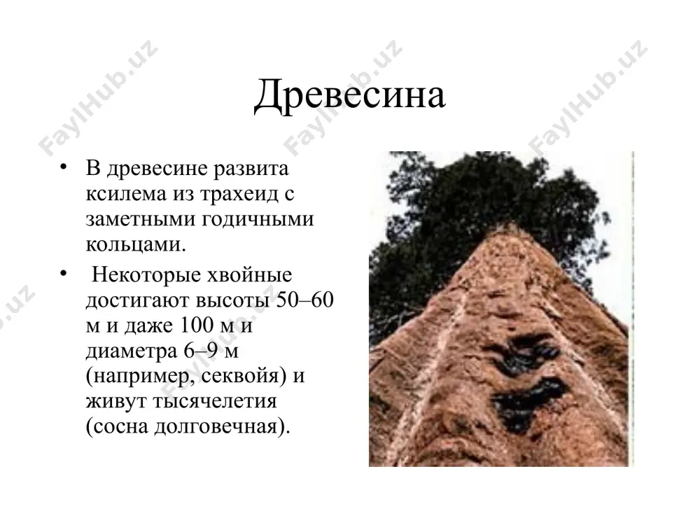 хвойные растения - Page 4