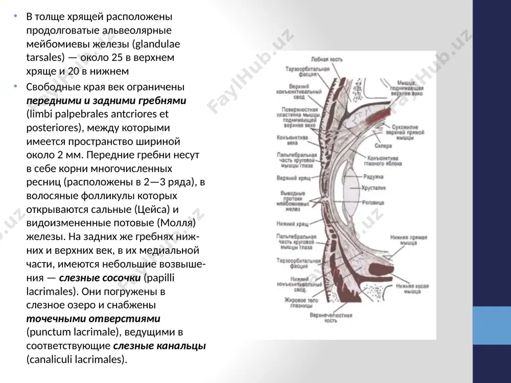 тоз — очень часто встречающийся тип возрастно­ о птоза; характеризуется тем, что сухожилие мышцы, поднимающей верхнее веко, частично отрывается от тарзальной (хрящеподобной) пластинки. апоневротический птоз может быть посттравматическим; счи­тается, что в большом числе случаев послеоперационный птоз имеет такой механизм развития механический птоз возникает при горизонтальном укорочении века опухолевого или рубцового происхождения, а также при отсутствии глазного яблока. лечение: при нейрогенном птозе у взрослых требуется раннее консервативное лечение. во всех остальных случаях целесообразно хирургическое лечение: при опущении века на 1—3 мм и его хорошей подвижности транс- конъюнктивально выполняют резек­цию мышцы мюллера. в случае умеренно выраженного птоза (3—4 мм) и хорошей или удов­летворительной подвижности века показаны операции на мышце, поднимающей верхнее веко (пластика сухожилия, рефиксация, резекция или дупликатура). пальпебромандибулярный синдром (синдром гунна) — редко наблюдающийся врожденный, как правило, односторонний птоз, связанный с синкинетической ретракцией опущенного верхнего века при стимуляции крыловидной мышцы на стороне птоза (рис. 7.3, а). непроизвольное поднимание опущенного верхнего века …