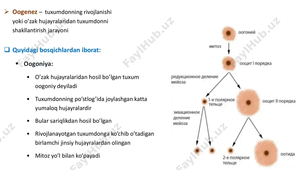ari yo’qolib ketadi (degeneratsiyalanadi) o theca interna hujayralari ko’payib, interstitsial bezlarni hosil qiladi, ular corpus atretica deb nomlanadi o bu bezlar estrogen sintez qiladi o bezlarning faoliyati tugagach chandiq to’qima massasiga aylanadi o tuxumdonning po’stlog’ida (reproduktiv davrda ayoldan olingan) tuxumdon follikulalari, corpus luteum (sariq tana), corpus albicans (oq tana) va corpus atretica ni ko’rish mumkin o tuxumdon siklidagi jarayonlarga gipofiz bezidan chiquvchi gormonlar katta ta’sir ko’rsatadi bachadon nayi (fallopiy nayi) bachadon va qorin bo’shlig’iga ochiluvchi muskulli nay  oxirlari: • medial bachadonga ochiladi • lateral tuxumdon yaqinidagi qorin bo’shlig’iga ochiladi  qismlari: • bachadon qismi (pars uterina) • torayish qismi (isthmus) • kengaygan qism (ampulla) • voronkasi (infundibulum) – bir qancha barmoqsimon o’simtalari bor(fimbriae)  devori: 3. tunica serosa 2. tunica muscularis – silliq muskullardan iborat – 2 qavat (ba’zan 3 qavat) joylashadi: a) tashqi – bo’ylama b) ichki – sirkulyar: • pars uterinada bu qavat yaxshi rivojlangan • isthmus …