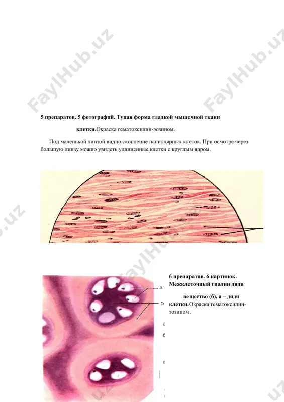 klitka praparati - Page 5