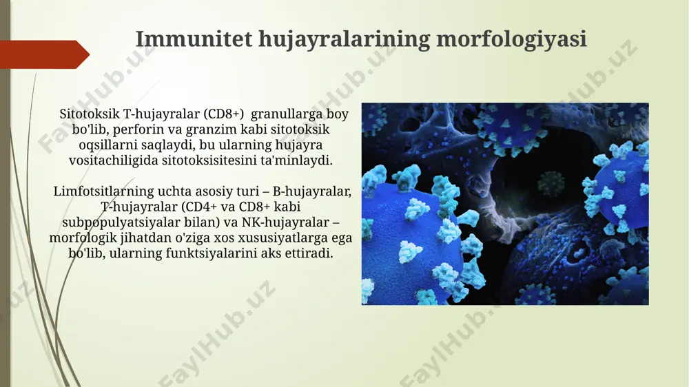 immun himoya reaksiyalarining morfologik asoslari - Page 3