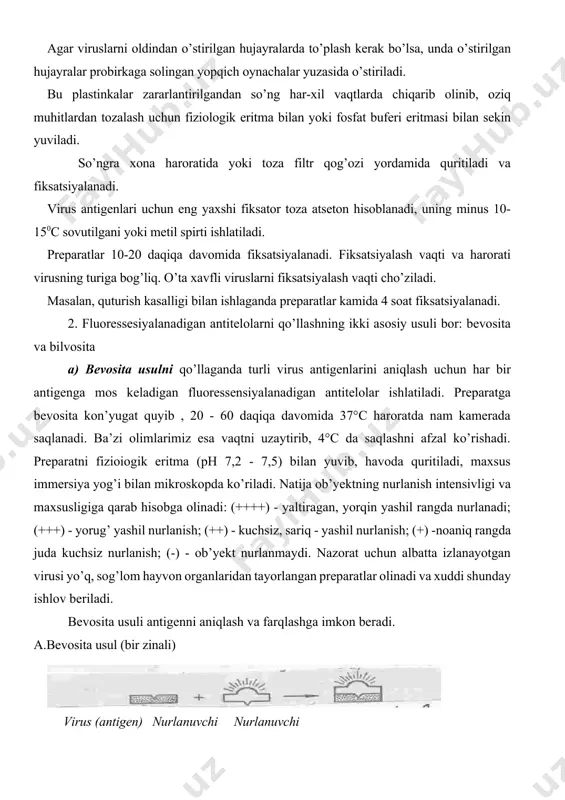 nurlanish intensivligi va maxsusligiga qarab hisobga olinadi: (++++) - yaltiragan, yorqin yashil rangda nurlanadi; (+++) - yorug’ yashil nurlanish; (++) - kuchsiz, sariq - yashil nurlanish; (+) -noaniq rangda juda kuchsiz nurlanish; (-) - ob’yekt nurlanmaydi. nazorat uchun albatta izlanayotgan virusi yo’q, sog’lom hayvon organlaridan tayorlangan preparatlar olinadi va xuddi shunday ishlov beriladi. bevosita usuli antigenni aniqlash va farqlashga imkon beradi. a.bevosita usul (bir zinali) virus (antigen) nurlanuvchi nurlanuvchi globulin kompleks (antitelo) (antigen+antitelo b). bilvosita usulda avval antigen gomologik fluoressensiyalanmaydigan antitelolar bilan ishlov beriladi (1- bosqich). antigen + antitelo kompleksi hosil bo’ladi, uni topish uchun gomologik antitelo olingan hayvon turiga qarshi fluoressensiyalanadigan zardob ishlatiladi (2 - bosqich). masalan, tovuqlardan olingan antitelolar ishlatilgan bo’lsa, unda tovuq globulinlariga qarshi fluoroxrom bilan belgilangan antitelolar qo’llaniladi. ushbu usulda fiksasiyalangan preparatga gomologik fluoressensiyalanmaydigan zardob yoki gamma-globulin quyiladi va 30 daqiqa davomida 370c haroratda turadi. bog’lanmagan antitelolar yuviladi. preparatga turga qarshi antitelolari bor kon’yugat quyib, 20 …