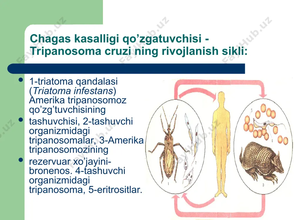 odam parazitlari - Page 3