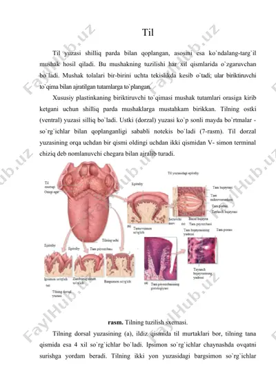 til (tibbiyot) — DOC