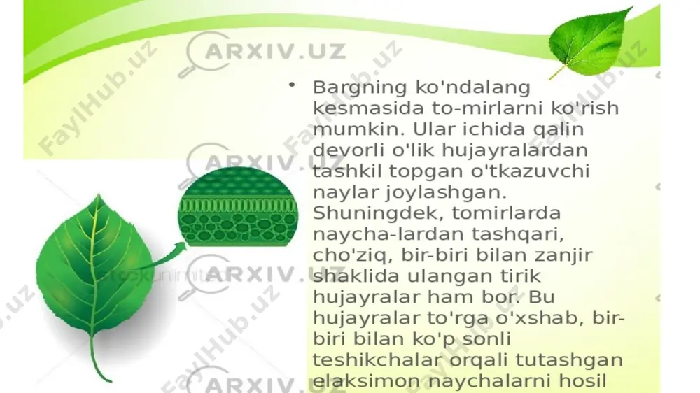 bargning tuzilishi, o'simliklarning barg sathini va so'rish kuchini aniqlash - Page 3