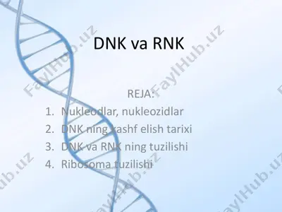 dnk va rnk — PPTX