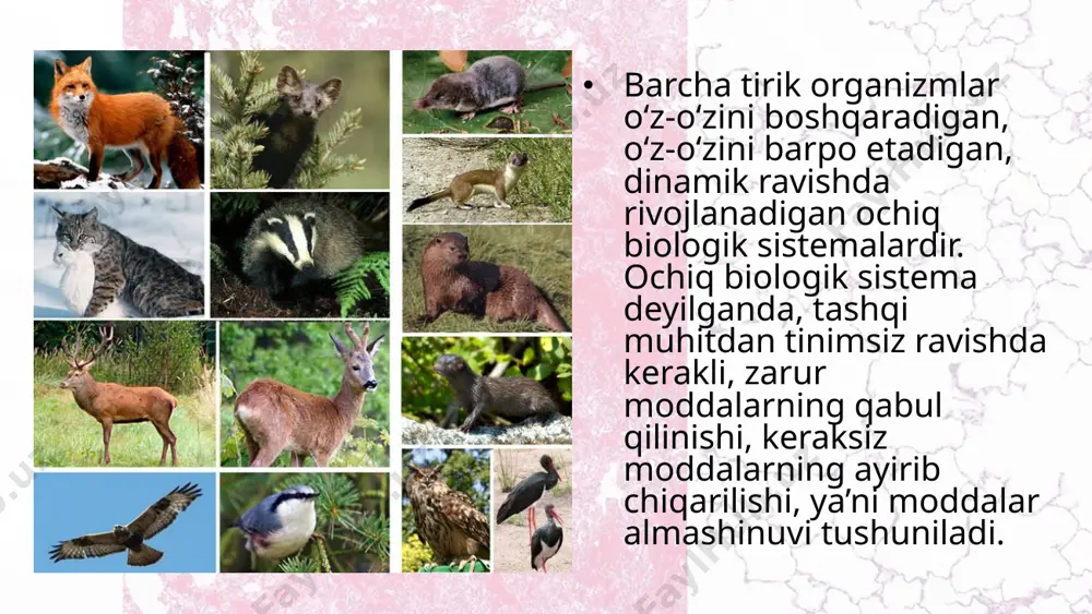 a tomonida joylashgan. o‘rgimchaksimonlarning yuragi qorin bo‘limining orqa tomonida joylashgan. hasharotlarda qon aylanish sistemasi uzun nayga o‘xshash: ko‘p kamerali yurak va kalta aorta tomiridan tuzilgan bo‘lib, kislorod tashishda ishtirok etmaydi. shu sababli qonida eritrotsitlar va qonning shaklli elementlari bo‘lmaydi. hasharotlarning gemolimfasi rangsiz, sarg‘ish yoki yashil bo‘ladi. umurtqali hayvonlarning qon aylanish sist emasidagi evolutsion o‘zgarishlar. xordali hayvonlarda qon aylanish sistemasining filogenezi yaqqol ko‘zga tashlanadi. to‘qima va a’zolarning kislorod hamda oziq moddalar bilan to‘liq ta’minlanishi moddalar almashinishining jadallashishiga va energiyaning ortishiga sabab bo‘ladi. boshskeletsizlarda qon aylanish sistemasi sod da, yuragi bo‘lmaydi. qorin aortasi yurak vazifa sini bajaradi. qorin aortasida venoz qon tananing oldingi tomoniga oqadi. qorin aortasi jabra arteriyalariga tarmoqlanib, jabraga boradi. shuni ta’kidlash kerakki, bularda jabra arteriyalari kapillarlarga bo‘linmaydi. baliqlarda qon buyrak, taloqda ishlab chiqariladi. qon aylanish sistemasi ancha takomillashgan bo‘lib, progressiv belgilarga ega. bitta bo‘lmacha va qorin chadan iborat yurak paydo bo‘lgan. yuragida faqat venoz qon oqadi. qon bo‘lmachadan qorin …