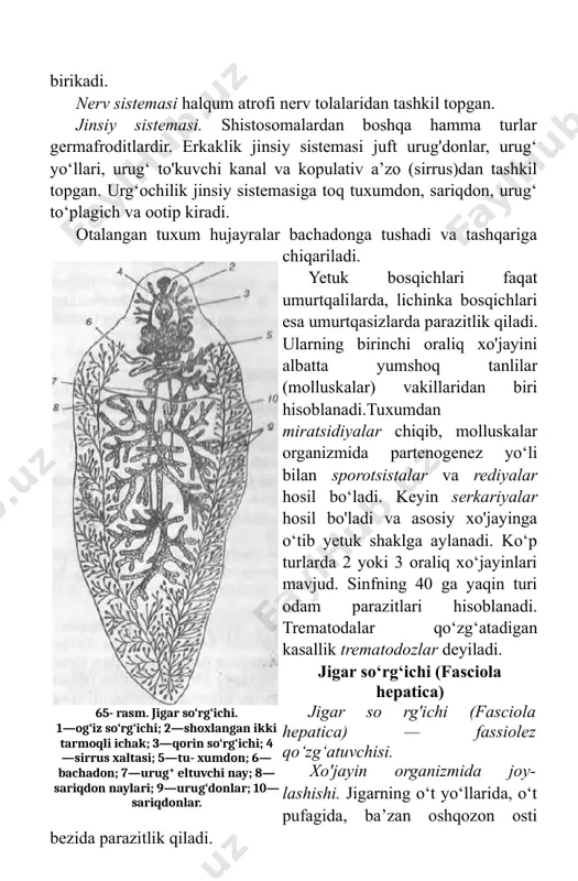uft urug'donlar, urug‘ yo‘llari, urug‘ to'kuvchi kanal va kopulativ a’zo (sirrus)dan tashkil topgan. urg‘ochilik jinsiy sistemasiga toq tuxumdon, sariqdon, urug‘ to‘plagich va ootip kiradi. otalangan tuxum hujayralar bachadonga tushadi va tashqariga chiqariladi. yetuk bosqichlari faqat umurtqalilarda, lichinka bosqichlari esa umurtqasizlarda parazitlik qiladi. ularning birinchi oraliq xo'jayini albatta yumshoq tanlilar (molluskalar) vakillaridan biri hisoblanadi.tuxumdan miratsidiyalar chiqib, molluskalar organizmida partenogenez yo‘li bilan sporotsistalar va rediyalar hosil bo‘ladi. keyin serkariyalar hosil bo'ladi va asosiy xo'jayinga o‘tib yetuk shaklga aylanadi. ko‘p turlarda 2 yoki 3 oraliq xo‘jayinlari mavjud. sinfning 40 ga yaqin turi odam parazitlari hisoblanadi. trematodalar qo‘zg‘atadigan kasallik trematodozlar deyiladi. jigar so‘rg‘ichi (fasciola hepatica) jigar so rg'ichi (fasciola hepatica) — fassiolez qo‘zg‘atuvchisi. xo'jayin organizmida joy- lashishi. jigarning o‘t yo‘llarida, o‘t pufagida, ba’zan oshqozon osti bezida parazitlik qiladi.65- rasm. jigar so‘rg‘ichi. 1—og‘iz so‘rg‘ichi; 2—shoxlangan ikki tarmoqli ichak; 3—qorin so‘rg‘ichi; 4—sirrus xaltasi; 5—tu- xumdon; 6—bachadon; 7—urug* eltuvchi nay; 8—sariqdon naylari; 9—urug‘donlar; 10—sariqdonlar. geografik tarqalishi. parazit …