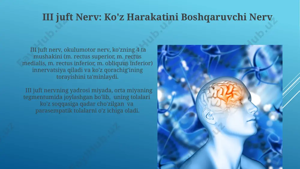 yatini tekshirishda elektroensefalografiya (eeg) yordamida miya to'lqinlarining 1-40 gts oralig'idagi chastotalarini o'rganish qo'llaniladi, bu esa epilepsiya yoki boshqa nevropatologik holatlarni aniqlashga yordam beradi. magnit-rezonans tomografiya (mrt) bosh miya nervlarining anatomik tuzilishini yuqori aniqlikda tasvirlaydi, miya nervlarining shikastlanishi, o'smalari yoki boshqa anomaliyalarni aniqlash imkonini beradi. vii juft nerv: yuz nerv yuz nervining shikastlanishi yuzning falaji, lagoftalm (ko'z qovoqlarining to'liq yopilmasligi), va dastgohning buzilishi kabi 3 ta asosiy alomatlar bilan namoyon bo'lishi mumkin. yuz nervining ta'siri tufayli miya sopi bilan quloqning atrofidagi bezlar (lakrimal, submandibular va sublingual) ish faoliyati ham nazorat qilinadi. bosh miya nervlarining turlari bosh miya nervlari 12 juft bo'lib, ularning har biri o'ziga xos funksiyalarga ega: sezgi, harakat yoki ikkalasini birgalikda bajaradi. masalan, i juft - hid bilish nervi faqat sezgi vazifasini bajaradi. vii juft yuz nervi yuz mushaklarining harakatini, shuningdek, ta'm hissiyotini (tilning oldingi 2/3 qismida) ta'minlaydi; bell falaji bu nervning shikastlanishi natijasidir. miyamning nervlari: umumiy ma'lumot iii, …