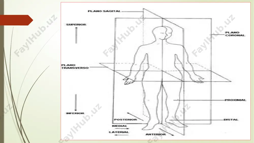 imtasi (processus costarius) deyiladi. u uzun bo’lib, frontal sathda joylashgan. bu o’simtaning orqa yuzasining asosida qo’shimcha o’simta (processus accesorius) bor. qirrali o’simtasi qisqa, yassi, uchi qalinlashgan va orqaga qaragan. bo’g’im o’simtalari yaxshi rivojlangan, ularning bo’g’im yuzalari sagittal sathda joylashib, yuqorigi o’simtada medial tomonga, pastkisida esa lateral tomonga qaragan. yuqorigi bo’g’im o’simtasining yon tomonida uncha katta bo’lmagan so’rqichsimon o’simta (processus mamillaris) bor dumg’aza umurtqalari dumg’aza umurtqalari (vertebrae sacralis) 5 ta bo’lib, o’smirlik davrida o’zaro birikib, uchburchak shaklidagi dumg’aza suyagini (os sacrum) (8-rasm) hosil qiladi. uning yuqori serbar qismi asosi (basis ossis sacri), pastga va oldinga yo’nalgan uchi (apex ossis sacri), oldingi chanoq yuzasi (facies pelvina), orqa yuzasi (facies dorsalis) tafovut qilinadi. dumg’aza suyagi 5 bel umurtqasi bilan birikkan joyda bo’rtma (promontorium) hosil bo’ladi. dumg’aza suyagining chanoq yuzasi yoysimon bukilgan va tekis. unda umurtqalarning birikishidan hosil bo’lgan to’rtta ko’ndalang izlar (linae transversae) bor. ko’ndalang izlarning ikki uchida dumg’azaning chanoq teshiklari (foramina sacralia …