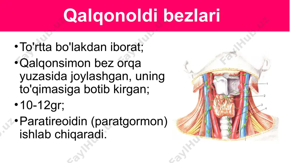 melatonin gormoni organizmda pigment almashimiviga ta'sir ko'rsatadi. ayrisimon bez timus - ko'krak qafasida, to'sh suyagining orqa yuzasida joylashgan; bez chaqaloqlarda 12 g, 14-15 yoshda 30-40 g gacha yetadi; keyin bola ulg'ayishi bilan kichiklashib boradi. timozin gormoni jinsiy bezlar funksiyasini pasaytirib, bolani vaqtidan oldin balog'atga yetishiga imkon bermaydi; bez funksiyasi buzilganida barvaqt balog'atga yetish (8—10 yoshda soqol chiqishi, ko'krak bezlari rivojlanishi) kuzatiladi; timozin limfotsitlar hosil bo'lishini kuchaytirib, immun sistema shakllanishiga ijobiy ta'sir etadi. buyrakusti bezlari o'ng va chap buyrak ustida joylashgan; birmuncha yassilashgan piramidalar shakliga ega; har bir bez tashqi po'stloq va ichki mag'iz qismlardan iborat; po'stloq qismi suv, tuz, oqsil va uglevodlar almashinuviga ta'sir ko'rsatadigan gormonlar ishlab chiqaradi. androgen va estrogen gormonlari jinsiy bezlar faoliyatini kuchaytiradi. buyrakusti bezi shish kasalligida jinsiy gormonlar ishlab chiqarilishi kuchayib, yosh bolalarda erta balog'atga yetish belgilarini paydo qiladi, adrenalin gormoni bezlarning mag'iz qismi ishlab chiqaradigan; nerv qo'zg'alishini kuchaytirib, muskullar toliqishini kamaytiradi, yurak qisqarishi, nafas olish …