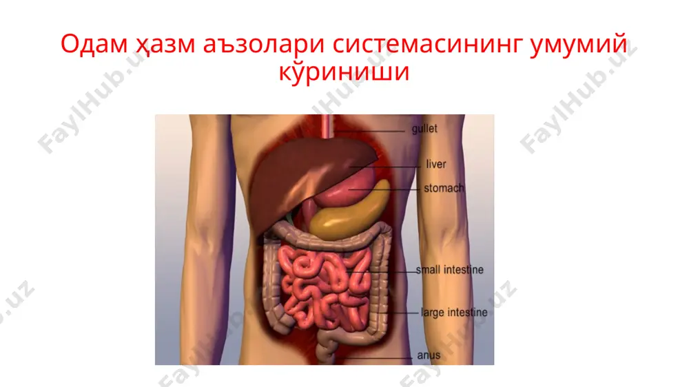 ри бор. юқориги юзаси dorsum lingua, пастки юзаси-facies lingualis inferior дейилади. юқориги юзасида тил сурғичлари жойлашган булиб улар: papilla filiformis papilla fungiformis papilla vallate papilla foliate papilla conicae тилнинг тузилиши тил lingua (юнонча, glossa), мускул аъзо ҳисобланади. унинг ҳолати ва шаклининг ўзгариши овқатни чайнаш ва гапиришда аҳамият касб этади. бундан ташқари шиллиқ пардасида махсус нерв охирлари бўлгани учун, таъм билиш аъзоси ҳамдир. тилнинг танаси corpus linguae,олдинги учи apex linguae ва илдизи radix linguae фарқ қилинади. тил ўз илдизи билан пастки жағ ва тил ости суягига маҳкамланган. тилнинг юқори танглайга қараган юзаси dorsum linguae дейилади. унинг пастки юзаси facies inferior олд томонда эркин ҳолда, орқа томони эса мускуллар билан банд. тилнинг икки ён қирраси margo linguae бор. тилнинг юқори юзасининг олд 2/3 қисми горизонтал, орқа 1/3 қисми вертикал туради. улар чегарасида ўрта чизиқда кўр тешик foramen cecum бўлиб, бу ердан икки ёнга ва олдга қараб, sulcus terminalis кетган. тилнинг юқори юзасида …