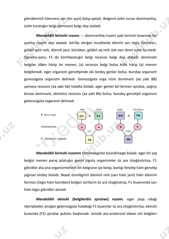 gis formaları, gúldiń qızıl reńi, dánniń jasıl, búrisken, gúldiń aq reńi ústi nen domi nant lıq etedi. qarama-qarsı, f1 de kórinbeytuǵın belgi recessiv belgi dep ataladı. dominant belgiler úlken hárip ler menen, (a) recessiv belgi bolsa kishi hárip (a) menen belgilenedi. eger organizm genotipinde eki birdey genler bolsa, bunday organizm gomozigota organizm delinedi. gomozigota orga nizm dominant (aa yaki bb) yamasa recessiv (aa yaki bb) halatta boladı. eger genler bir-birinen ajıralsa, yaǵnıy birewi dominant, ekinshisi recessiv (aa yaki bb) bolsa, bunday genotipli organizm geterozigota organizm delinedi. mendeldiń birinshi nızamın tómendegishe túsindiriwge boladı: eger bir jup belgisi menen parıq qılatuǵın gomo zigota organizmler óz ara shaǵılıstırılsa, f1 gibridler ata-ana organizmleriniń bir belgisine iye bolıp, barlıǵı fenotip hám genotip jaǵınan birdey boladı. noxat ósimliginiń dániniń reńi (sarı hám jasıl) hám dániniń forması (tegis hám búrisken) bolǵan sortların óz ara shaǵılıstırıp, f1 buwınında sarı hám tegis gibridler alınadı. mendeldiń ekinshi (belgilerdiń ajıralıwı) nızamı. …