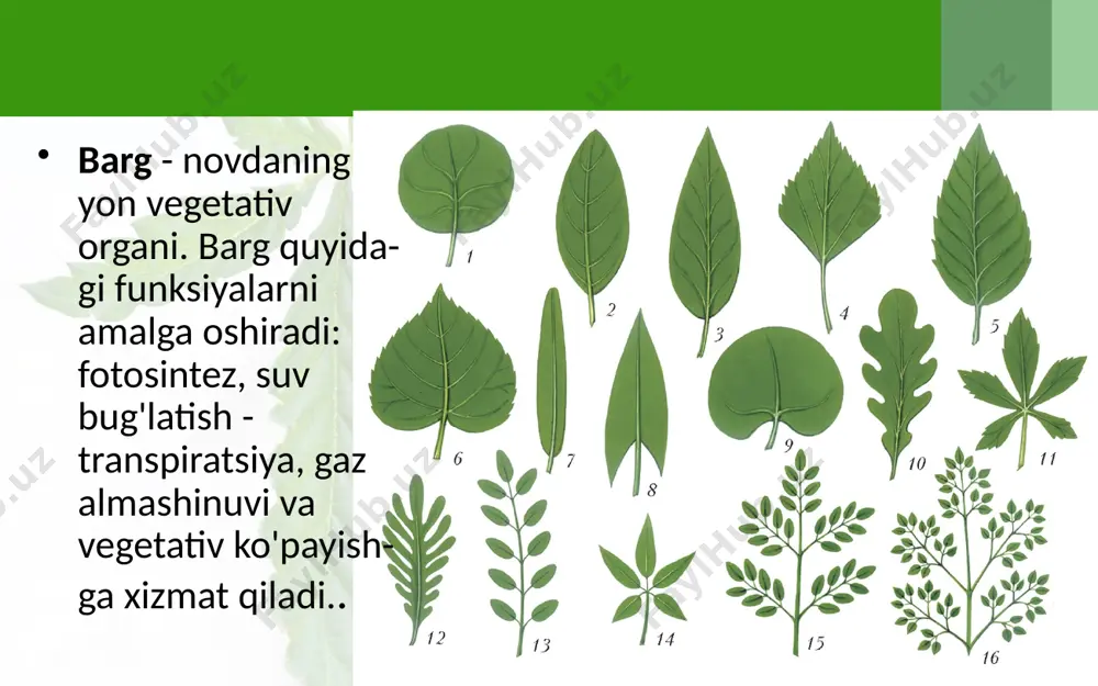 l bo'lgan organik moddalar poyaga o'tadi. savol va topshiriqlar barg qanday qismlardan tashkil topgan? qanday barglar bandsiz barg deyiladi? bandsiz bargli o'simliklarga misol keltiring. panjasimon tomirlangan barglarni tushuntiring va ularga misol kel­tiring. qaysi o'simliklarning bargi parallel yoki yoysimon tomirlangan bo'ladi? o'simliklarning turlarini farq qilishda barg tomirlari qanday rol o'ynaydi? misol keltiring. image2.jpeg image3.jpeg image4.jpeg image5.jpeg image6.jpeg image7.jpeg image8.jpeg image9.jpeg image10.jpeg image11.jpeg image12.jpeg image13.jpeg image14.jpeg image1.jpeg