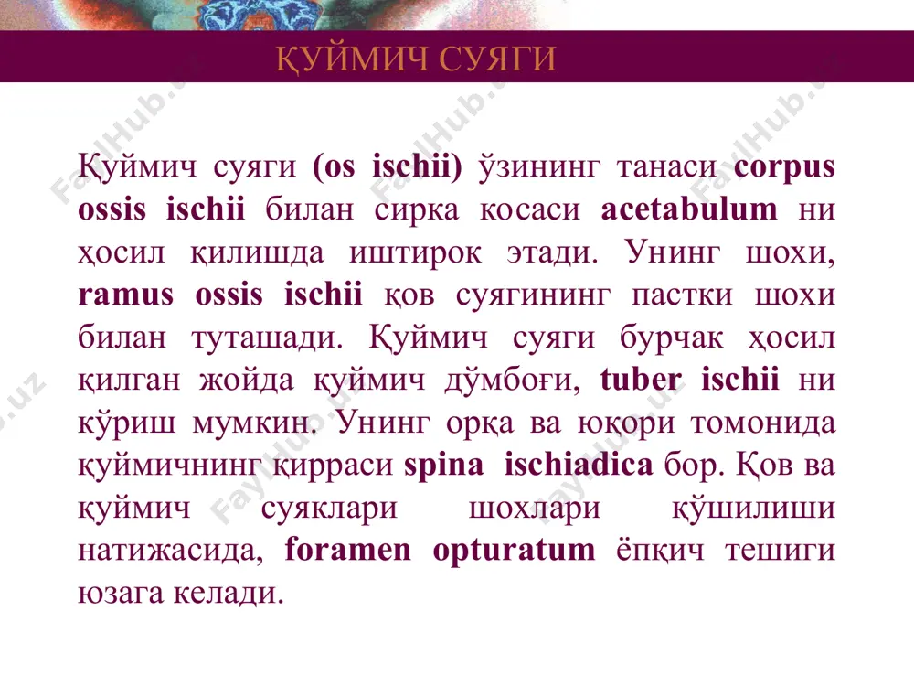 malis, phalanx distalis, қолган бармоқларда phalanx proximalis,ўрта фаланг phalanx media ва дистал фаланг phalanx distalis лардан тузилган. оёқ панжада ҳам қўл панжаси сингари сесамасимон (кунжутсимон) суяклар бор. улар нисбатан яхши ривожланган. асосан улар i ва v оёқ панжа кафт суяклари бошчалари соҳасида жойлашади. уларнинг асосий вазифаси мускул пайи ичида бўлса ғалтак (блок) вазифасини бажарса, энг асосийси оёқ панжанинг кўндаланг гумбазини кенгайтириб беради. оёқ панжа суяклари figure 8.12a оёқ панжа суяклари figure 8.12b оёқ панжа суяклари figure 8.12c оёқ панжаси равоқлари figure 8.13 чаноқ ва оёқ эркин қисми суяклари table 8.1 (2 of 2) sc-001-0291