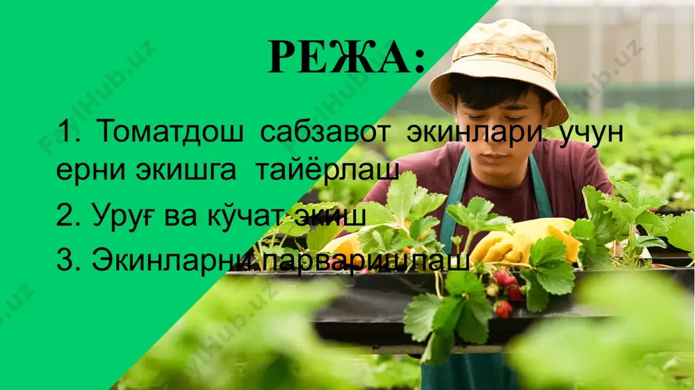 йдонларга 70x25-30 см, текис пайкалларда 90x25-30 см, палаги узун навлар 90x40 см схемада экилади. кўчатлар қалинлигига кўра ҳар бир гектарга биринчи шаклда 47-57 минг дона, иккинчисида-37-44 минг дона ва учинчисида 27-28 минг дона ўсимлик жойлашади. помидор сизот сувлари чуқур бўлган бўз тупроқларда гектарига 500-700 м3 ҳисобида 14-16, ҳатто 20 мартагача, сизот сувлари юза жойлашган ўтлоқ ва ўтлоқ-ботқоқ тупроқларда 12-14 мартагача суғорилади. 3-4 марта бегона ўтлардан тозаланиб чопиқ қилинади ва палаклар эгатларга тўғриланади. помидорни ўсув даври давомида парваришлаш r. krieger помидорни очиқ майдонда тик сим бағазда етиштириш помидорни касаллик ва зараркунандалари помидор ва бошқа томатдош экинлар ғўза тунлами (кўсак қурти), илдиз қурти, оққанот, шира ва миниор пашшасидан кўпроқ зарарланади. уларга қарши экинзорларга трихограммалар, заҳарли емлар қўйилади. кимёвий усулда эса хлорофос, энтобактерин, каратэ, талстар, булдок, конфидор каби препаратлар сепилади. ҳозирги пайтда помидор очиқ ва ёпиқ майдонларда вирусли касалликлар (фитофтороз, столбур ва мозаика) билан касалланмоқда. уларга қарши уруғлар экишолди термик ишланиб, 2 сутка …