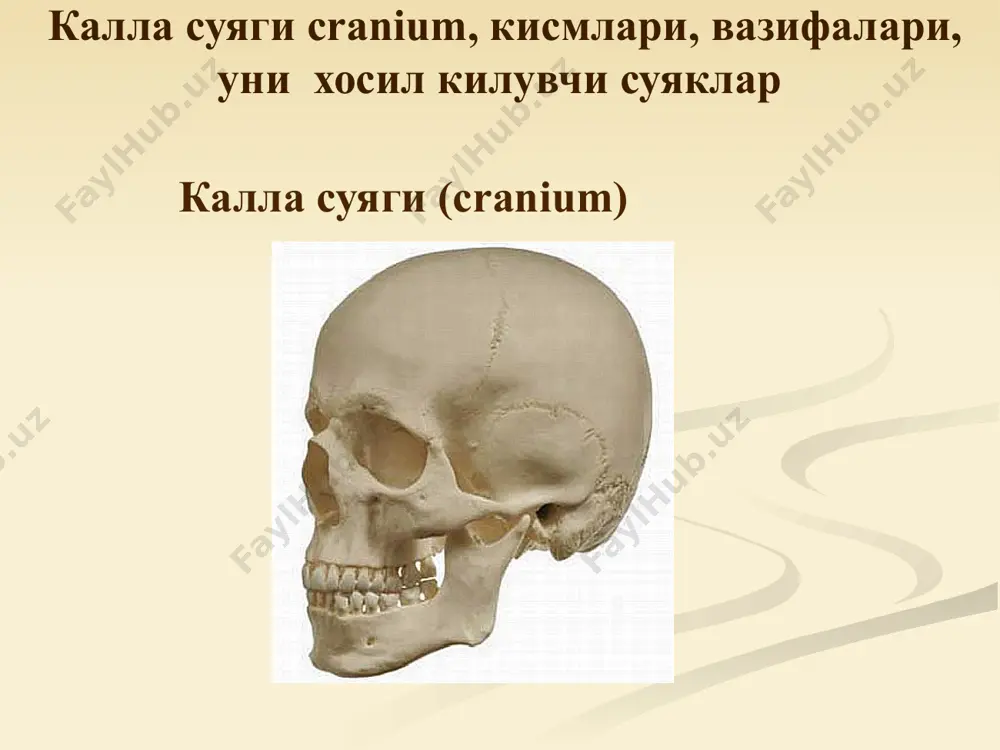 г алвеоляр ўсиғи, processus alveolaris танадан пастга қараб, тақа шаклида ўсиб чиққан, arcus alveolaris дан иборат. ўсиқда тиш катакчалари (алвеолалар), alveoli dentales лар бўлиб, улар оралари septa interlveolariа билан тўсилган. катакчаларда тишларнинг илдизлари жойлашади. юқори жағ суяги, maxilla юқори жағ суягининг танглай ўсимтаси processus palatinus суяк танглайни тузилишида иштирок этади. қарама қарши суякнинг бир хил ўсимтаси билан чок, sutura palatina mediana ни ҳосил қилади. ўсимтанинг медиал четидан курак тиш эгати ҳам, икки томонники бирлашиб, курак тиш канали, canalis incisivus ни ҳосил қилади. бу каналдан қон томир ва нервлар ўтади. юкори жағ суяги, maxilla пастки жағ суяги, mandibula пастки жағ суяги, mandibula, мустаҳкам қалин, тоқ суяк. унинг танаси corpus mandibulae ва шохлари, ramus mandibulae бор. пастки жағнинг ташқи ва ички юзалари бор. танаси пaстга томон қалинлашиб, суякнинг асосини, basis mandibulae ни ҳосил қилади. юқорига қараб эса альвеоляр қисм, pars alveolaris га давом этади. бу қисм алвеоляр ёйни ҳосил қилиб, катта одамларда …