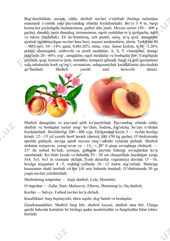 sli. mevasi sersuv (50— 600 g gacha), danakli, yassi dumaloq, tuxumsimon, oqish yashildan toʻq qizilgacha, tukli va tuksiz (luchchak). eti koʻkimtirroq, och pushti, sariq, toʻq qizil, danagidan ajraladi (ajralmaydigan navlari ham bor), mazasi nordonshirin, shirin. tarkibida 80—90% suv, 10—14% qand, 0,081,02% olma, vino, limon kislota, 0,56—1,26% pektin, shuningdek, oshlovchi va azotli moddalar, a, s, v vitaminlari, danagi magʻzida 20—60% yogʻ, amigdalin, oqsil moddalar va boshqalar bor. yangiligida yeyiladi, qoqi, konserva (jem, murabbo, kompot) qilinadi, bargi va guli qaynatmasi xalq tabobatida bosh ogʻrigʻi, revmatizm, oshqozonichak kasalliklarini davolashda qoʻllaniladi. shaftoli yaxshi asal beruvchi daraxt. shaftoli danagidan va payvand qilib koʻpaytiriladi. payvandtag sifatida oddiy shaftoli va boshqalar turlari urugʻ koʻchati, bodom, togʻolcha, baʼzan oʻrikdan foydalaniladi. hosildorligi 200—400 s/ga. ekilganidan keyin 3 — 4yilda hosilga kiradi. 12—15 yil yaxshi hosil beradi (daraxti 100–150 kg gacha). oʻzbekistonda aprelda gullaydi, naviga qarab mevasi may—oktabr oylarida pishadi. shaftoli nisbatan issiqsevar, yorugʻsevar va —15, — 20° li qisqa …
