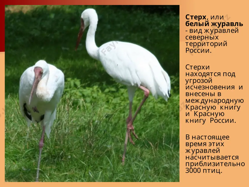 krasnaya kniga - Page 4