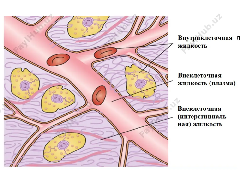 из которых найболее важный – снижение сосудистого объёма крови. стимуляция адг при этом возникает вследствие влияния на рецепторы низкого давления (локализованы в предсердиях), так и на рецепторы высокого давления (локализованы в каротидном синусе). парасимпатическая цепочка связывает эти рецепторы объёма с нейрогипофизом. при этом снижение интраваскулярного объём крови стимулирует так называемый центральный механизм секреции адг. дополнительными неосмотическими факторами стимуляции адг является также болевой синдром, эмоцийный стресс, бета-адренергическая стимуляция. раздражение рецепторов приводящей артерии почек (при уменьшении почечного кровотока, кровопотере) и натриевых рецепторов юкстагломерулярного аппарата (при дефиците натрия) усиливает синтез и освобождение ренина. под влиянием ренина з ангиотензиногена плазмы крови образуется ангиотензин і. при прохождении через капилляры легких с ангиотензина і под действием конвертирующего фермента, эндотелиальных клеток образуется ангиотензин іі. далее под влиянием ангиотензиназ образуется ангиотензин ііі. ангиотензин іі проявляет два эффекта: 1) вызывает сокращение гладких мышц артериол, в результате чего осуществляеться их сужение и повышается артериальное давление; 2) действуя на клубочковую зону …