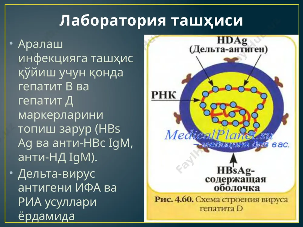 гепатит д (дельта инфекция) - Page 4
