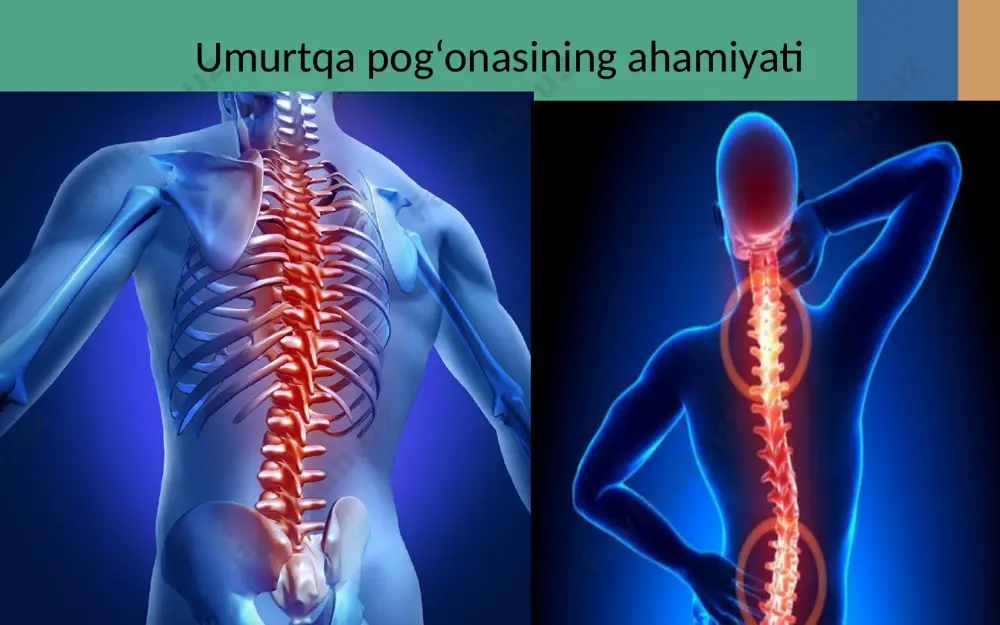 l-stulda o‘tirganda quyidagi qoidalarga rioya qilishlari zarur: o‘tirganda gavdasi tik, yelkalari bir tekisda, beli stul (parta) suyanchig‘iga suyanib tursin. oyoqlari tizza bo‘g‘imida to‘g‘ri burchak hosil qilib bukilsin. oyoq kaftining hamma yuzasi polga baravar tegib tursin. ko‘krak bilan parta qirrasi orasida 10 sm ga yaqin masofa bo‘lsin. qad-qomatning shakllanishi 18 yoshgacha davom etadi. shuning uchun ana shu yoshgacha bo‘lgan bolalar yuqorida ko‘rsatilgan qoidalarga amal qilsalar, ularning qad-qomati to‘g‘ri, chiroyli bo‘lib shakllanadi. yassioyoqlik. odam tovon-kaftining pastki qismi tayanch-harakatlanish sistemasining muhim qismi hisoblanadi. u tuzilish xususiyatlariga ko‘ra, tananing ressori vazifasini bajarishga moslashgan. to‘g‘ri rivojlangan oyoq kaftining ko‘proq qismi o‘yiqroq (chuqurroq), ozroq qismi gumbaz shaklida bo‘ladi. uning bunday tuzilishi tana massasini oyoqning tovon va kaft qismlariga baravar taqsimlanishini ta’minlaydi. yassioyoqlikda tovon-kaft yuzasi (gumbaz qismi) kengayib, o‘yiq (chuqur) qismining sathi kamayadi, ba’zida esa oyoq yuzasining butun sathini gumbaz qism egallab, u tekis bo‘lib qoladi (25-rasm). natijada tovon-kaftning ressorlik vazifasi buziladi. bunday odam uzoq vaqt tik …