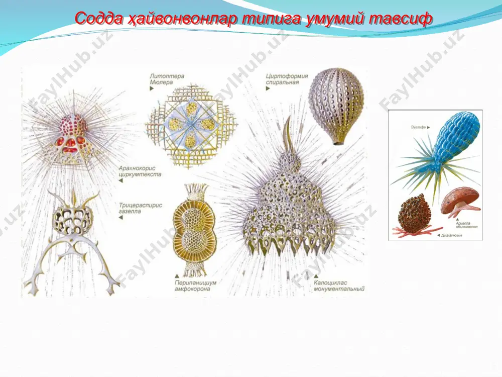 бесполым способом (митотическое деление клетки). представители — амеба обыкновенная, амеба дизентерийная, раковинные амебы. среди животных этого класса имеются виды, паразитирующие в организме человека и животных. амеба протей (рис. 96) — одна из самых крупных свободноживущих амеб (до 0,5 мм), обитает в пресных водоемах. имеет длинные ложноножки, одно ядро, оформленного клеточного рта и порошицы нет. передвигается с помощью движения цитоплазмы в определенном направлении. происходит образование ложноножек, с их помощью захватывается пища. этот процесс захвата твердых пищевых частиц называется фагоцитозом. вокруг захваченной пищевой частицы образуется пищеварительная вакуоль, в которую поступают ферменты. кроме пищеварительной вакуоли, образуется сократительная вакуоль, которая удаляет излишки воды из организма амебы. осмотическое давление внутри амебы выше, чем осмотическое давление пресной воды, поэтому вода постоянно поступает в амебу. для удаления избытка воды и рис. 96. строение амебы: 1 — ложноножка; 2 — эктоплазма; 3 — эндоплазма; 4 — ядро; 5 — фагоцитирование пищи; 6 — сократительная вакуоль; 7 — пищеварительная …