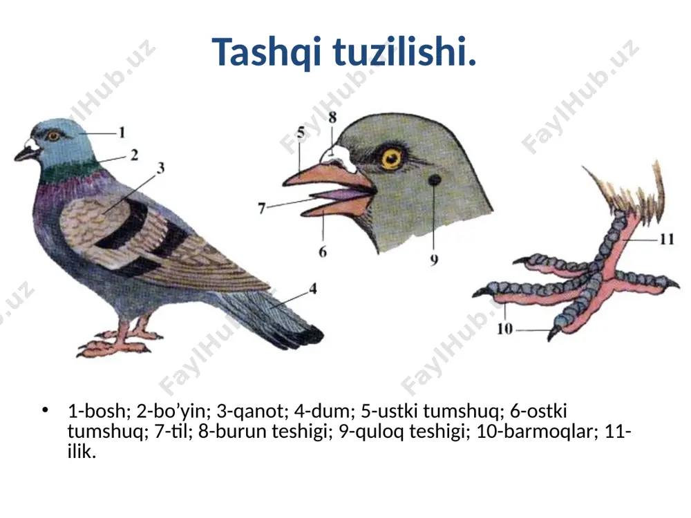r katta ov ahamiyatiga ega. gaga yirik dengiz o'rdagi bo'lib, dengiz qirg’og’iga uya quradi. ular o 'z uyasiga qalin qilib momiq patlarini to'shaydi. gaga momig’i juda yumshoq va issiqni kam o'tkazadi. qushlarning azotli va fosforli tezagi ham o'g'it sifatida foydalaniladi. xulosa. qushlar quruqlik umurtqalilari orasida eng xilma-xil hayvonlar. ular 2 kenja sinf: kaltakesak dumlilar (1 ta qirilib ketgan turkum kiradi) va yelpigʻich dumlilarga ajratiladi. yelpigʻich dumlilarga 34 turkum (jumladan 28 ta hozirgi turkum) va 9000 ga yaqin tur kiradi. qushlar arktikadan boshlab antarktika sohalarigacha boʻlgan barcha tabiiy mintaqalarda, koʻpchilik (80% ga yaqin) turlari tropik mintaqalarda tarqalgan. oʻzbekiston faunasida qushlarning 19 turkumga oid 440 dan koʻproq turi maʼlum. qushlarning havo muhitini egallab faol uchishi, issiqqonlilik, markaziy nerv sistemasining yuksak darajada rivojlanganligi ulaming yer yuzida keng tarqalishi uchun juda katta imkoniyat bergan. qushlar ingichka daraxt shoxlaridan, borib bo'lmaydigan qoyalardan, bag’ri keng okeanlar ustidan uchib o'tib o 'z ozuqasini topadi. ular oziq qidirib …