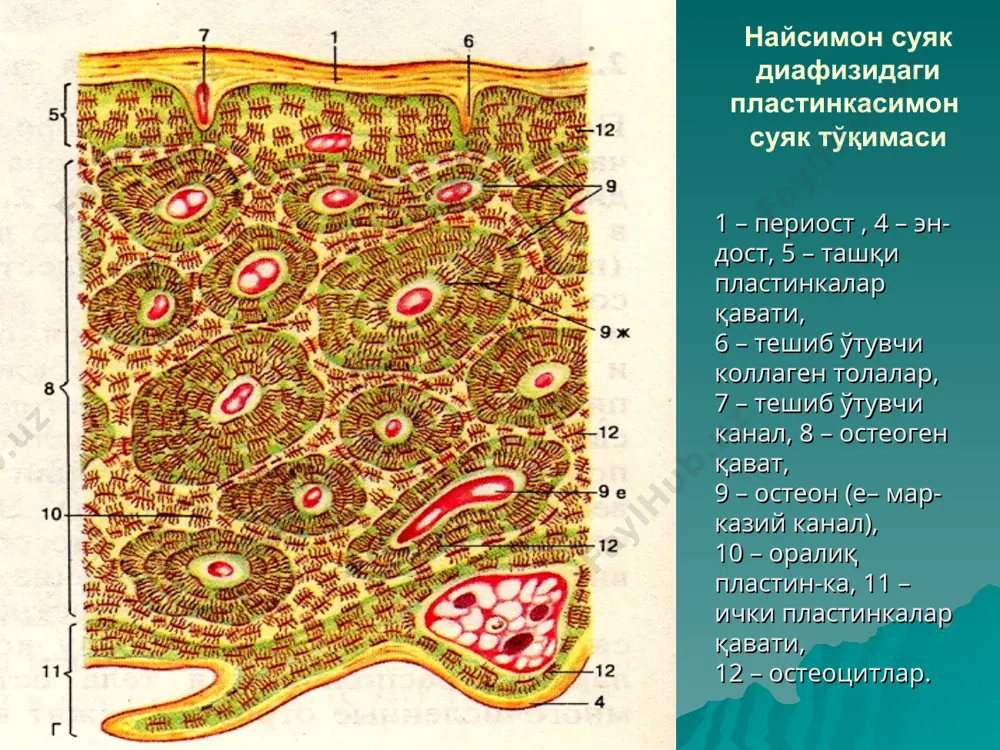 suyaq tўqima - Page 4
