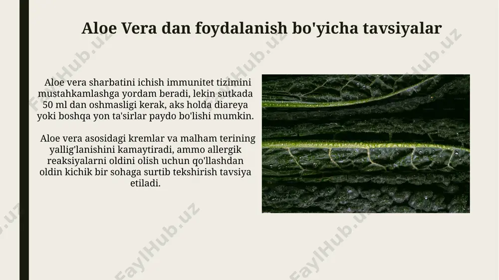 ka, yaqin sharq va janubiy amerika kabi issiq va quruq mintaqalarda tarqalgan. aloe vera o'simligi taxminan 6000 yil avval misrda, shuningdek, qadimgi yunoniston va rim davlatlarida shifobaxsh o'simlik sifatida qo'llanilganligi haqida dalillar mavjud. diabetik yaralarni davolash aloe vera ning yallig'lanishga qarshi va antibakterial xususiyatlari tufayli, diabetli oyoq sindromi bilan og'rigan bemorlarda yaralarning bitishi 7-10 kun tezroq bo'lishi mumkin. aloe vera jeli tarkibidagi polisakkaridlar diabet bilan bog'liq yaralarning bitishini 20-30% tezlashtirishi mumkin, yallig'lanishni kamaytiradi va to'qimalarning regeneratsiyasini yaxshilaydi. og'riq qoldiruvchi xususiyatlari aloe vera ekstrakti tarkibidagi salitsilatlar aspirin kabi og'riq qoldiruvchi dorilarga o'xshash ta'sirga ega bo'lib, og'riq retseptorlarining faolligini susaytiradi va og'riqni sezilarli darajada kamaytirishi mumkin. aloe veraning og'riq qoldiruvchi ta'siri uning yallig'lanishga qarshi xususiyatlari bilan bog'liq bo'lib, prostaglandinlar va bradikinin kabi og'riq vositachilarining ishlab chiqarilishini 15% ga yaqin pasaytiradi. e'tiboringiz uchun rahmat @taqdimot_robot image1.jpg image2.jpg image3.jpg image4.jpg image5.jpg image6.jpg image7.jpg image8.jpg image9.jpg image10.jpg image11.jpg image12.jpg image13.jpg image14.jpg image15.jpg image16.jpg image17.jpg