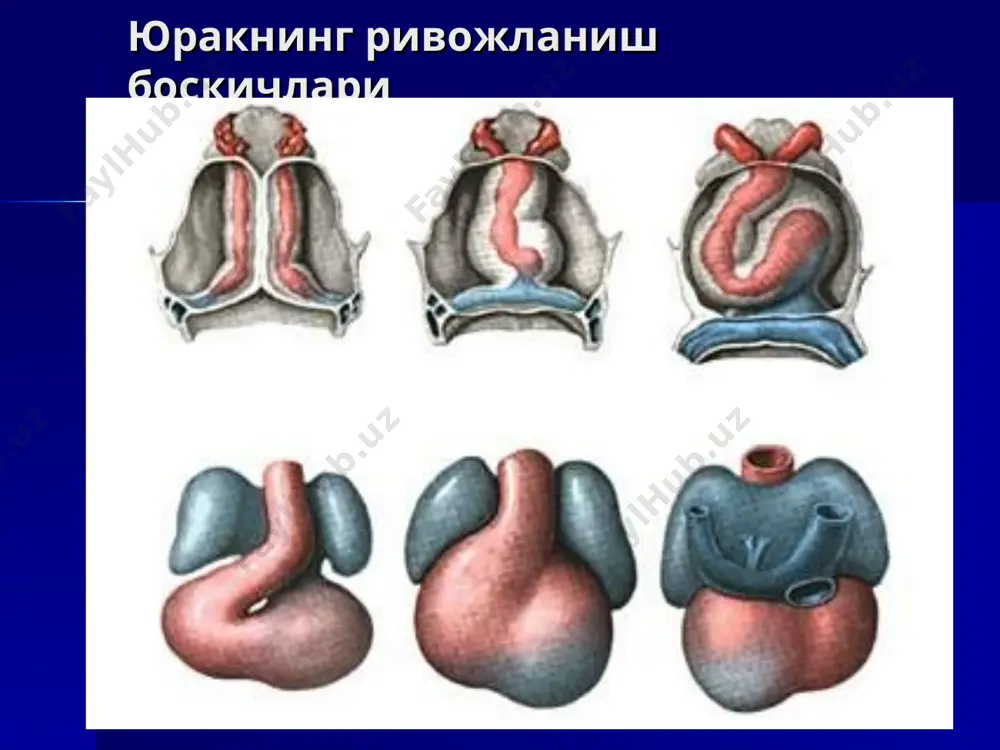 юракнинг ривожланиш боскичлари - Page 2