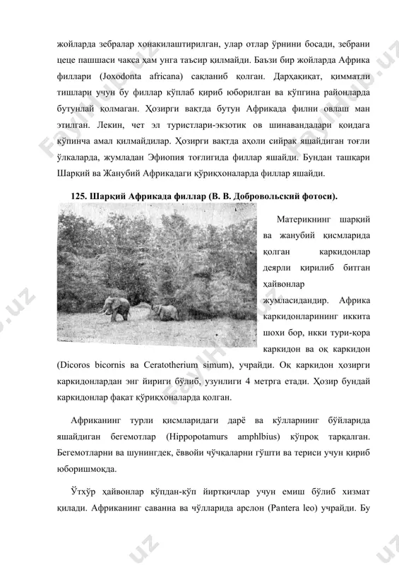 онлар жумласидандир. африка каркидонларининг иккита шохи бор, нкки тури-қора каркидон ва оқ каркидон (dicoros bicornis ва ceratotherium simum), учрайди. оқ каркидон ҳозирги каркидонлардан энг йириги бўлиб, узунлиги 4 метрга етади. ҳозир бундай каркидонлар фақат қўриқхоналарда қолган. африканинг турли қисмларидаги дарё ва кўлларнинг бўйларида яшайдиган бегемотлар (hippopotamurs amphlbius) кўпроқ тарқалган. бегемотларни ва шунингдек, ёввойи чўчқаларни гўшти ва териси учун қириб юборишмоқда. ўтхўр ҳайвонлар кўпдан-кўп йиртқичлар учун емиш бўлиб хизмат қилади. африканинг саванна ва чўлларида арслон (раntera leo) учрайди. бу ерда арслоннинг икки тури-экватордан шимолда яшайдиган барбар арслони ва материкнинг жанубий қисмида тарқалган сенегал арслони яшайди. барбар арслони деярли бутунлай қириб юборилган. арслонлар яланг жойларни хуш кўради ва ўрмонлар орасига деярли кирмайди. сиртлонлар, чиябўрилар, қоплонлар, гепардлар, қорақулоқлар, серваллар кўп. виверралар оиласининг бир неча вакиллари учрайди. текислик ва тоғ даштларида ҳамда саванналарда павианлар группасига кирадиган маймунлар: чинакам павианлар (pavio), геладлар (teropithecus), мандариллар (mandryllus) кўп. силлиқ жунли маймунлардан гверец (colobus geurera) характерлидир. маймунларнинг кўпгина …