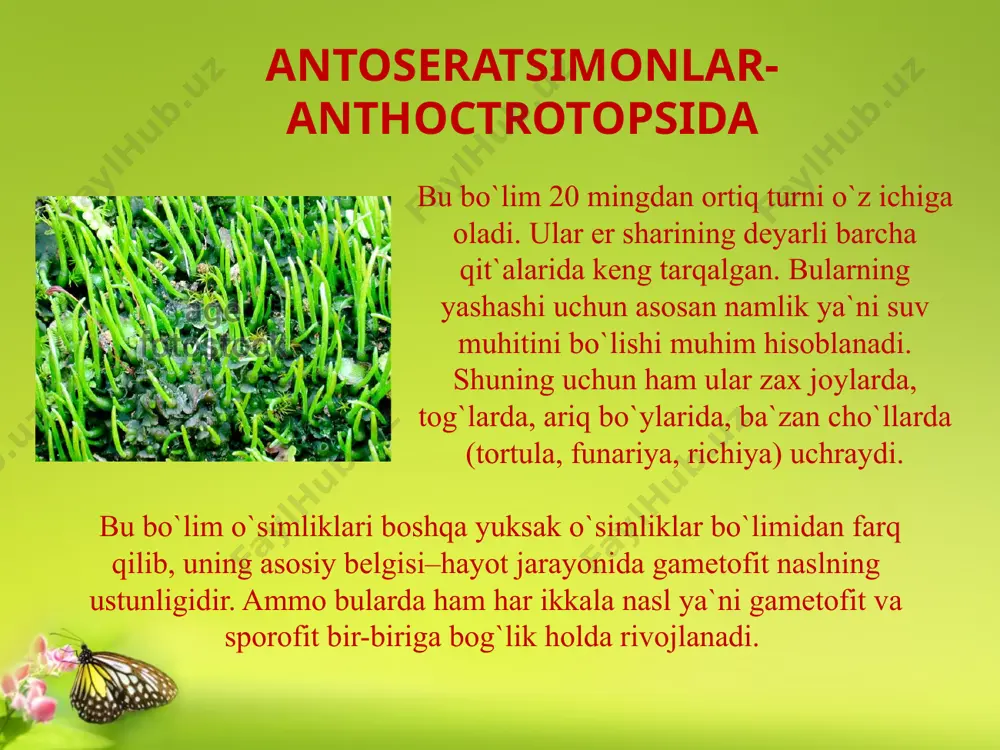 n yusinlarda gametofit dorzoventral tuzilishga ega bo`lgan bo`lsa, poyabargli yusinlarda esa radial tuzilishga ega. bu sinf vakillarida poya, barg, ayrim vakillarida esa novdalar xam bor. poyasining asosidan yoki yotib o`suvchi turlarida poya bo`ylab, ko`p xujayrali ipsimon, shoxlangan rizoidlar taraqqiy etgan. marshansia qabilasi-morchantidae marshansiyalar turkumiga mansub bu tur yer sharining turli regionlarida tarqalgan. u ko`prok zax yerlarda, urmonlarda o`sadi. yaproqsimon tallomining uzunligi 10 sm gacha yetadi. dixotomik shoxlangan, tuk-yashil rangli. tallomining ostki qismida oddiy va tilsimon rizoidlari va yaxshi taraqqiy etmagan barglari-amfigastriya joylashgan. marshansiya vegetativ, jinsiy va jinssiz yo`llar bilan ko`payadi. vegetativ ko`payishi plastinkasining ustki tomonida xosil bo`ladigan savatchalarning ichidagi ajraluvchi ko`rtaklar yordamida boradi. ajraluvchi ko`rtaklar shamol yoki yomgir ta`sirida savatchadan ajralib yerga tushadi va undan yangi marshansiya o`sadi. yungermania qabilasi-jungermanniidae sinfcha (ajdodcha) -jungermanniidae. bu sinfchaga 250 turkum va 5 mingdan ziyodroq tur kirib, ularning ko`pchiligi tropik va subtropik zonada tarqalgan. ayrim vakillari esa epifit va epifil holda uchraydi. elatera ipchasi …