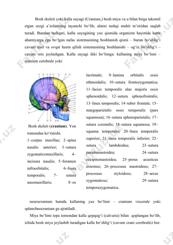b, ichida bosh miya joylashib turadigan kalla bo‘shlig‘i (cavum crani cerebralis) bor. kalla bo‘shlig‘i umurtqa kanalining kengaygan uchi bo‘lib, u yerda bosh miya va uning pardalari, qon tomirlar joylashgan. kalla bo‘shlig‘i pastki tomondan turli teshik va kanallari bo‘lgan kalla tubi – basis cranii bilan chegaralanib turadi. kalla qopqog‘ining zich moddadan tuzilgan tashqi plastinkasi – lamina cranii externa va ichki yoki shishasimon plastinkasi – lamina cranii interna s. vitrea bo‘lib, ular orasida yupqa g‘ovak modda (diploe) joylashgan. fovak moddadan vena kanallari o‘tadi. ichki plastinkada organik moddalar kam bo‘lganligidan u tez sinuvchan, mo‘rt bo‘ladi. shishasimon plastinka nomi ham ana shundan olingan. kalla suyagining miya bo‘limi – neurocranium, ensa suyagi (os occipitale), peshona suyagi (os frontale), tepa suyagi (os parietale), ponasimon yoki asosiy suyak (os sphenoidale), g‘alvir suyak (os ethmoidale) va chakka suyak (os temporale)dan tuzilgan. tepa suyagi bilan chakka suyaklar bir juftdan, boshqasi toq. kallaning yuz bo‘limi (cranium viscerale), yuqori jag‘ (maxilla), …