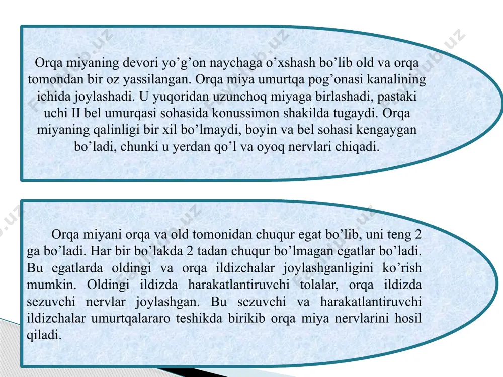 on formatsiya miyaning yuqori qismlari bilan ham ikki tomonlama bog‘langan. bular ichida retikulyar formatsiyadan talamusning nospetsifik yadrolari orqali yarim sharlar pо‘stlog‘ining deyarli hamma sohasiga о‘tgan yо‘llar juda ahamiyatli. bu aloqaning uzilishi (miya stvolini о‘rta miya rо‘parasida kо‘ndalang kesish) hayvonda chuqur uyqu paydo qiladi. shu hayvonda miya pо‘stlog‘ining elektr faolligi qayd qilinsa, uyqu holatiga xos bо‘lgan yuqori voltajli siyrak elektr tebranishlarni ko`ramiz. tо‘rsimon formatsiyaning turli qismlarini mikroelektrodlar yordamida ta’sirlaganda, katta yarim sharlar pо‘stlog‘ida uygonish va tabiiy ziyraklik holatiga xos elektr faolligi paydo qiladi. орқа мия рецептор, харакат, вегетатив, ўтказувчи функцияларини бажаради 31 сегментдан иборат орқа миянинг хар бир сегменти тананинг 3 метамерини иннервация қилади ва 3 метамердан маълумот қабул қилади орқа илдизлар - афферент олди илдизлар – эфферент (белла – мажанди қонуни) орқа мия сегментлари билан метамерлар орасидаги боғланиш (иннервация) м м м сег м сег сег сег орқа мияга афферент маълумот 3 хил гурух рецепторлардан келади мушак рецепторлари, пай, суяк …