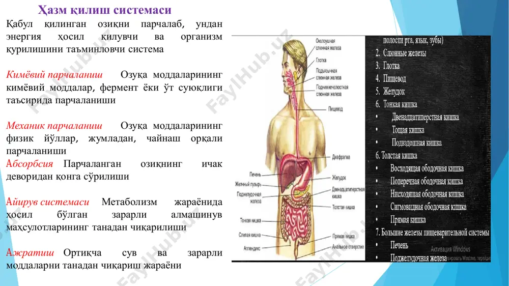 окислоталаргача парчаланади---қонга сўрилади углеводлар ----карбогидразалар таъсирида-- моносахаридларгача парчаланади----қонга сўрилади ёғлар----липазалар таъсирида глицерин ва ёғ кислоталаригача парчаланади---лимфага сўрилади оғиз бўшлиғининг вазифалари анализаторлик; механик харакат; секретор ; углеводлар гидролизи; сурилиш; нутқ; нафас олиш; рефлексларни таъминлаш. сўрилиш-озиқли моддалар таркибий кисмини ҳазм йулидан ички мухитга. кон ва лимфага ташилишидир. сўрилган модда организмга етказиб берилади ва тўқима модда алмашинувида ишлатилади. оғиз бўшлиғидан карбонсувлар сўлак а-амилазаси таъсирида декстрин, малтоолигосахарид ва малтозагача парчаланади. оғиз бўшлиғида қисқа вақт давомида бўлганлиги туфайли озиқли модда деярли сўрилмайди. лекин айрим доривор моддалар оғиз бўшлиғида тезда сўрилади ва бундан тиббиётда фойдаланилади. меъдада оз миқдорда аминокислоталар, глюкоза бироз кўпрок сув ва унда эриган минерал моддалар, кўп миқдорда алкогол сўрилади. озиқли моддаларнинг асосий қисми, сув, электролитларнинг сўрилиши ингичка ичакда амалга оширилади. сўрилиш, у амалга оширилаётган юза катталигига боғлиқ. ингичка ичакда сўрилиш юзаси катта. одамларда ингичка ичак юзаси шиллик каватидаги бурмалар, ворсинка ва микроворсинкалар хисобига 300-500 маротаба катталашган. ингичка ичак шиллик қаватининг 1 мм2 юзасига …