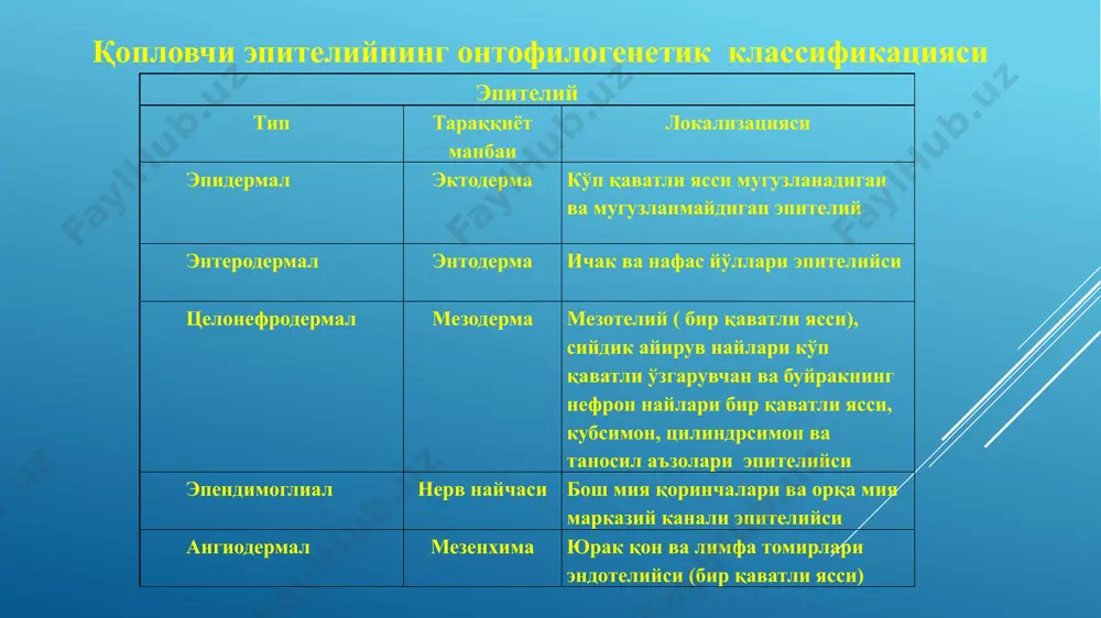 эпителийтўқимаси - Page 4