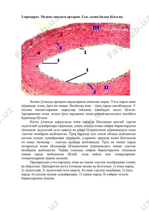 дасининг тотал (юпқа) препарати. гем.-эозин билан бўялган. 1 – артериола, 2 – прекапилляр артериола, 3 – қон капилляри, 4 – посткапилляр венула, 5 – венула, 6 – артериоло-венуляр анастомоз, 7 – лимфатик капилляр, 8 – лимфатик посткапилляр, 9 – артерия юмшоқ мия пардаси пленка кўринишида ойнага ўрнатилган, шунинг учун томирлар юқоридан кўринади. артериолалар сиёҳранг кўринишга эга ва девори нисбатан тиниқ, унинг бўшлиғидаги эритроцитлар кўриниб туради. ўрта парданинг силлиқ миоцитлари айлана жойлашган ва кўндаланг чизиқлик кўринишини ҳосил қилган. ён юзасидаги миоцитлар базофил нуқта кўринишида намоён бўлади. венулаларни артериолалардан бўшлиғидаги эритроцитларнинг қизил ёки сариқ рангда бўялиши ҳисобига фарқлаш мумкин, яъни венулаларнинг девори артериолаларга нисбатан юпқа ва тиниқ бўлади. посткапиллярлар венулаларнинг деворида силлиқ мушак ҳужайралари йўқ. нисбатан йирик венулаларда (йиғувчи ва мушакли) алоҳида бўйлама жойлашган силлиқ мушак ҳужайраларининг ядролари кўринади. энг ингичка томирлар – капиллярлардир. уларнинг бўшлиғида бир ёки икки қатор бўлиб жойлашган капиллярлар занжирини кўриш мумкин. эндотелийси пунктир чизиқ кўринишида капилляр деворининг …