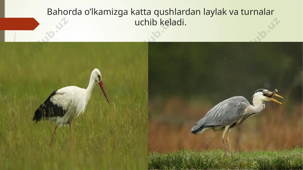 bahorda o’lkamizga uchib keladigan qushlar - Page 5