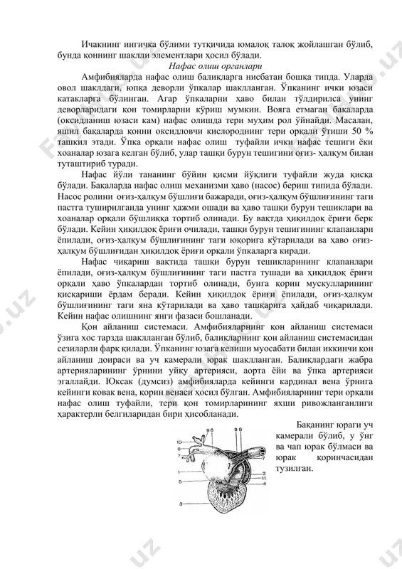 uning pastki yuzasida yumaloq shakldagi qoramtir-ko'k rangli o't pufagi bo'ladi. jigarni orqa yuzasidan o't yo'li o'tadi va o'n ikki barmoqli ichakka qo'yiladi. ichakning ingichka bo'limi tutqichida yumaloq taloq joylashgan bo'lib, bunda qonning shaklli elementlari hosil bo'ladi. nafas olish organlari amfibiyalarda nafas olish baliqlarga nisbatan boshqa tipda. ularda ovol shakldagi, yupqa devorli o'pkalar shakllangan. o'pkaning ichki yuzasi kataklarga bo'lingan. agar o'pkalarni havo bilan to'ldirilsa uning devorlaridagi qon tomirlarni ko'rish mumkin. voyaga etmagan baqalarda (oksidlanish yuzasi kam) nafas olishda teri muhim rol o'ynaydi. masalan, yashil baqalarda qonni oksidlovchi kislorodning teri orqali o'tishi 50 % tashkil etadi. o'pka orqali nafas olish tufayli ichki nafas teshigi yoki xoanalar yuzaga kelgan bo'lib, ular tashqi burun teshigini og'iz- halqum bilan tutashtirib turadi. nafas yo'li tananing bo'yin qismi yo'qligi tufayli juda qisqa bo'ladi. baqalarda nafas olish mexanizmi havo (nasos) berish tipida bo'ladi. nasos rolini og'iz-halqum bo'shlig'i bajaradi, og'iz-halqum bo'shlig'ining tagi pastga tushirilganda uning hajmi oshadi va havo …