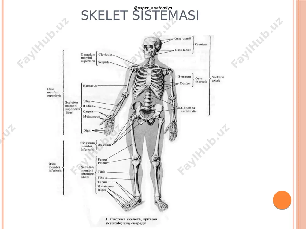 lus lateralis  facies articularis malleoli  sulcus malleolaris  fossa malleoli lateralis oyoq panjasi suyaklar  os tarsus-kaft oldi suyaklari  os metatarsus- kaft suyagi  phlangea digitorum-barmoqlar os tarsus-kaft oldi suyaklari  proksimal qator 1. oshiq- talus 2. tovon- calcaneus  distal qator 1. os naviculare- qayiqsimon suyak 2. os cuneforme mediale- medial ponasimon suyak 3. os cuneforme mediale- medial ponasimon suyak 4. os cuneforme mediale- medial ponasimon suyak 5. os cuboideum- kubsimon suyak oshiq- talus tovon- calcaneus os metatarsus - kaft suyagi ossa digitorum pedis – barmoq suyaklari  basis phalangis  corpus phalangis  caput phalangis @ su pe r_ an at om iya @ su pe r_ an at om iya