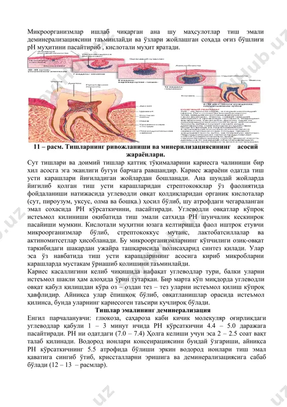 арорат. илмий изланишлар маълумотларига қараганда, микроорганизмлар органик кислоталар (сут кислотаси,пироузум кислотаси ва бошқалар) ишлаб чиқаришлари, ҳужайрадан ташқарида саҳарозадан глюкоза полимери – гликан ҳосил қилиши ва уларнинг тиш силлиқ сатҳига ёпишиб олиб колониялар ҳосил қилиш ҳусусияти кариес жараёнида муҳим аҳамият касб этади. микроорганизмлар ишлаб чиқарган ана шу маҳсулотлар тиш эмали деминерализациясини таъминлайди ва ўзлари жойлашган соҳада оғиз бўшлиғи рн муҳитини пасайтириб , кислотали муҳит яратади. 11 – расм. тишларнинг ривожланиши ва минерилизациясининг асосий жараёнлари. сут тишлари ва доимий тишлар қаттиқ тўқималарини кариесга чалиниши бир хил асосга эга эканлиги бугун барчага равшандир. кариес жараёни одатда тиш усти карашлари йиғиладиган жойлардан бошланади. ана шундай жойларда йигилиб қолган тиш усти карашларидан стрептококклар ўз фаолиятида фойдаланиши натижасида углеводли овқат қолдиқларидан органик кислоталар (сут, пироузум, уксус, олма ва бошқа.) ҳосил бўлиб, шу атрофдаги чегараланган эмал сохасида рн кўрсаткичини, пасайтиради. углеводли овқатлар кўпроқ истеъмол килиниши оқибатида тиш эмали сатхида рн шунчалик кескинрок пасайиши мумкин. кислотали муҳитни юзага …