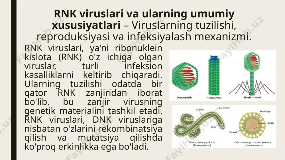 n tashqari kuchayishi oqibatida organizmning o'ziga zarar yetkazilishi mumkin. rnk viruslarining patogenik ta'siri nafaqat yengil alomatlar bilan cheklanmaydi, balki og'ir holatlar, masalan, o'pka infeksiyalari, nafas etish qiyinchiliklari va boshqa organlarning disfunktsiyalariga olib kelishi mumkin. ayrim holatlarda bu kasalliklar o'limga olib kelishi mumkin, ayniqsa keksa yoshdagi odamlar va immun tizimi zaif bo'lgan shaxslar uchun xavf tug'diradi. viruslar nafaqat hujayralarni zararlaydi, balki organizmdagi yallig'lanish jarayonlarini kuchaytiradi, bu esa kasallikning kechishiga va simptomlarning og'irlashishiga olib keladi. mikrobiologik diagnostika usullari – rnk viruslarini aniqlashning zamonaviy metodlari. polimeraza zanjir reaktsiyasi (pcr) usuli rnk viruslarini aniqlashda eng samarali va ishonchli usullardan biridir. pcr yordamida virusning rnksi dnkga transkriptsiyalash orqali qayta ishlanadi, so'ngra maxsus primerlar yordamida aniqlanadi. bu metod virusning genetik materialini tez va aniq aniqlash imkonini beradi, ayniqsa gripp yoki koronavirus kabi rnk viruslarida. reverse transcription pcr (rt-pcr) usuli, ayniqsa rnk viruslarini aniqlashda qo'llaniladi. ushbu metodda rnk, avvalambor, dnkga aylantiriladi (reverse transcription) va keyin pcr yordamida …