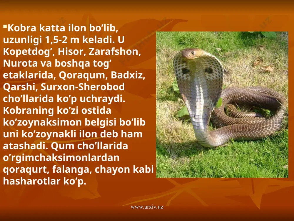 irtka va chivinlar ham oz emas. esenquli qo’riqxonasining asosiy maqsadi ovlanadigan eng muhim suv parrandalarining qishlashi uchun muvofiq sharoit yaratish va ularni qo’riqlash hamda mamlakatimizda kamdan-kam bo’lgan flamingo, kaklich-to’rach, oqqo’ton, kaspiy tovug’i, eron qirg’ovuli kabi mahalliy qushlar va bilologiyasini o’rganishdan iborat. hayvon va parrandalarni qo’riqlash mobaynida amudaryo davlat qo’riqxonasi tashkil etilgan edi. endi bu qo’riqxonani qaytadan tiklash maqsadga muvofiqdir. www.arxiv.uz www.arxiv.uz tog’li o’lkaning hayvonlari chala cho’l vertikal mintaqalarining hayvonlari cho’lning hayvonlaridan kamroq farq qiladi. chala cho’lda ham asosan qo’shoyoq, malla yumronqoziq, sug’ur, qum sichqoni va dala sichqonlaridan iborat, kemiruvchilar yashaydi. bu yerda yashaydigan menzbir sug’urining tuk-qo’ng’ir mo’ynasi qimmatlidir. g’arbiy tyanshan tog’lariga 1953 yilda keltirilgan mo’ynali hayvonot iqlimiga moslashib tobora ko’payib bormoqda. yirtqich hayvonlardan tulki, bo’ri, bo’rsiq ko’p uchraydi, yirik tuyoqlilardan yovvoyi qo’y va jayron bor. parrandalardan so’fito’rg’ay, bo’zdak, ko’kqarg’a, kaklik kabi qushlar g’oyat ko’p. kaltakesaklarning turli xil turlari bor. chunonchi turkiston agamasi kaltakesagini hamma joyda uchratish mumkin. www.arxiv.uz www.arxiv.uz tog’ …