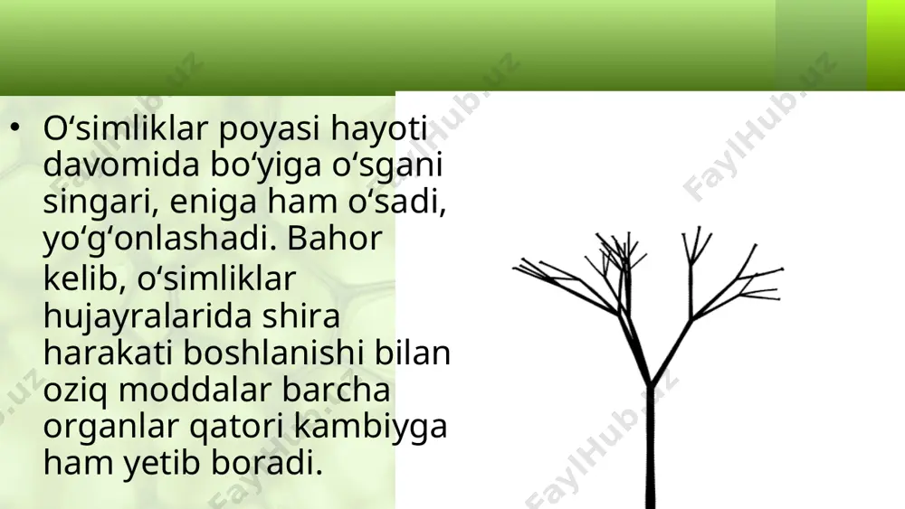 z quruq kelib, suv va oziq moddalar kam bo‘lsa, halqalar ensiz bo‘ladi. daraxtlar tanasidagi halqalar janubga qaragan tomonida enli, shimolga qaragan tomonida ensiz bo‘ladi. shunga qarab, kompas bo‘lmasa ham qutb tomonlarini aniqlash mumkin. daraxtlar tabiatiga ko‘ra turli yo‘g‘onlikda tana hosil qiladi. ularning yo‘g‘onligi daraxtlarning yoshiga ham bog‘liq. o‘z bekistonda chinor 800 yil, archa esa 1 000 yilgacha ya shaydi. ayrim daraxtlarning tanasi tez yo‘g‘onlashadi. masalan, tol, terak, chinor, yong‘oq, gilos va boshqalar. lekin tanasi eniga va bo‘yiga sekin o‘sadigan nok, shamshod, archa kabi o‘simliklar ham bor. o‘simliklarning eniga tez va sekin o‘sishi kambiy hujayralarining faoliyatiga bog‘liq. savol va topshiriqlar poya qanday qilib eniga o‘sadi? kambiydan hosil bo‘lgan hujayralar nima uchun yirik va mayda bo‘ladi? nima uchun yog‘ochlik lubga nisbatan tez qalinlashadi? yillik halqa deb nimaga aytiladi? yillik halqalarga qarab nimani aniqlash mumkin? to‘nkadagi halqalarning ko‘rinishiga qarab qutb tomoni qanday aniqlanadi?