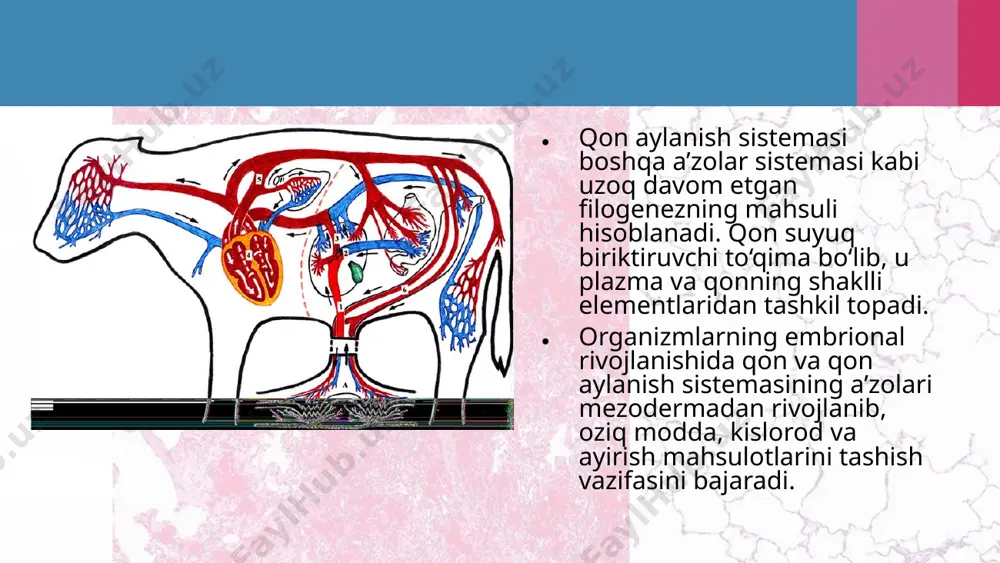 hayvonlarning qon aylanish organlari evolutsiyasi. 11 - sinf - Page 4