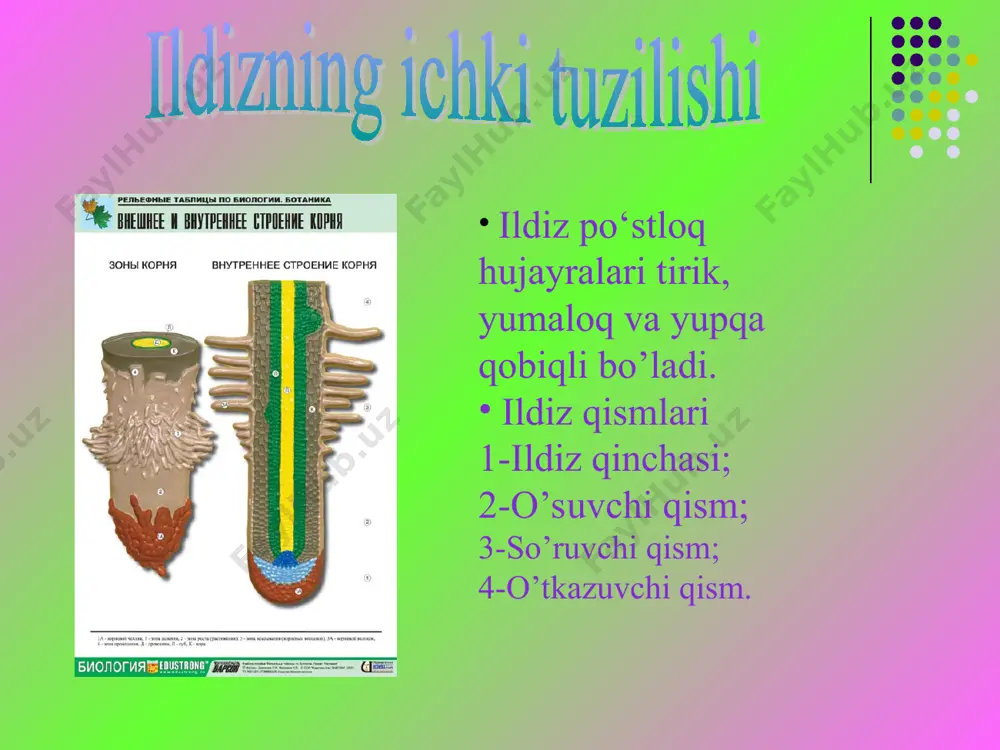 o'simlik organlari va ularning funksiyalari - Page 3